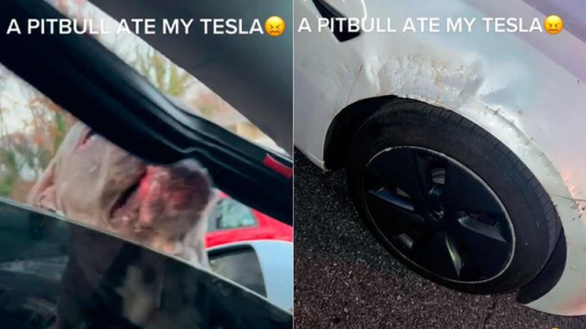 Tesla Model 3 vs Pitbull