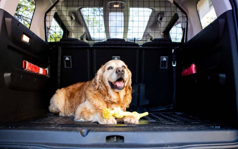 Cane su un'auto